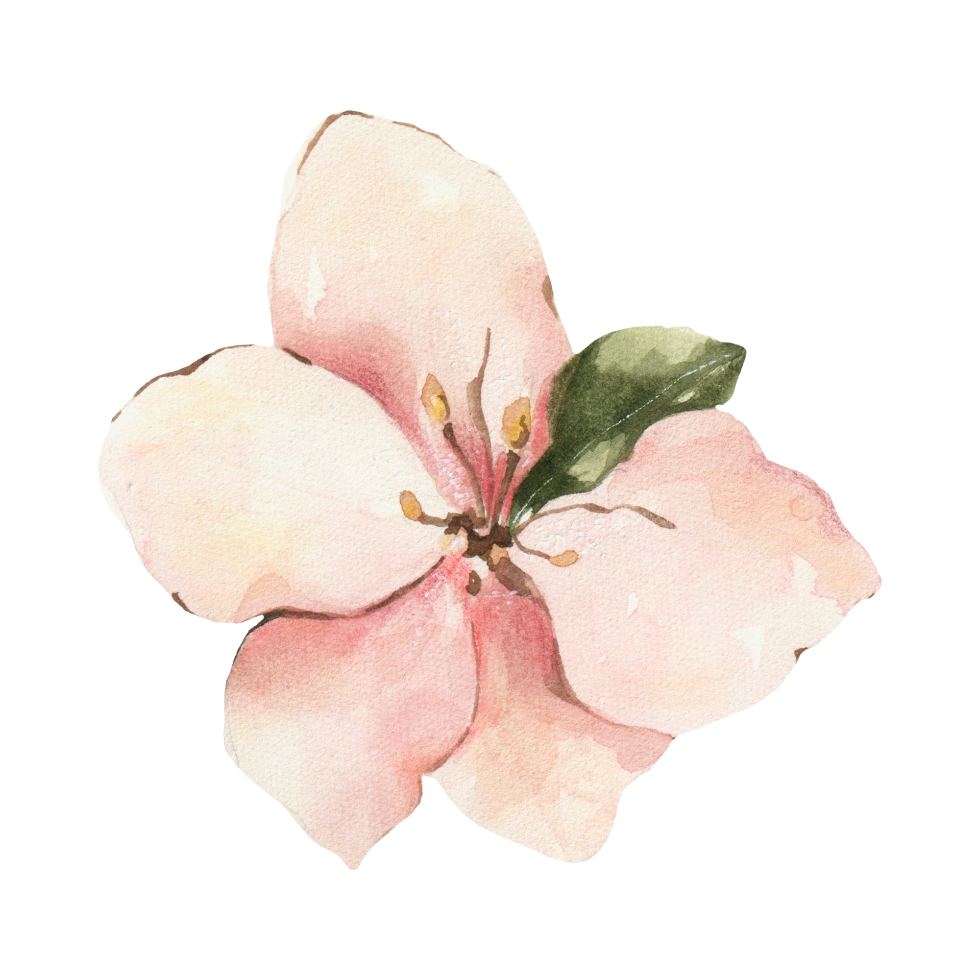 Apple Blossom