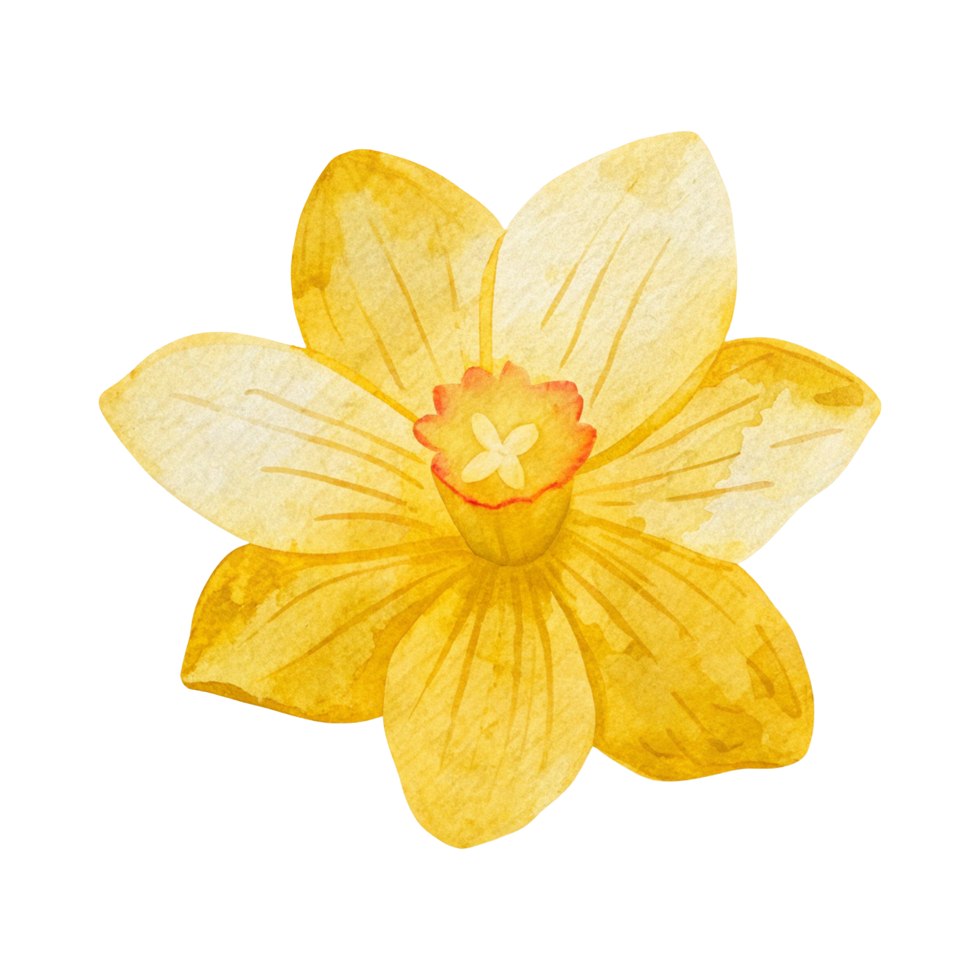 Daffodil
