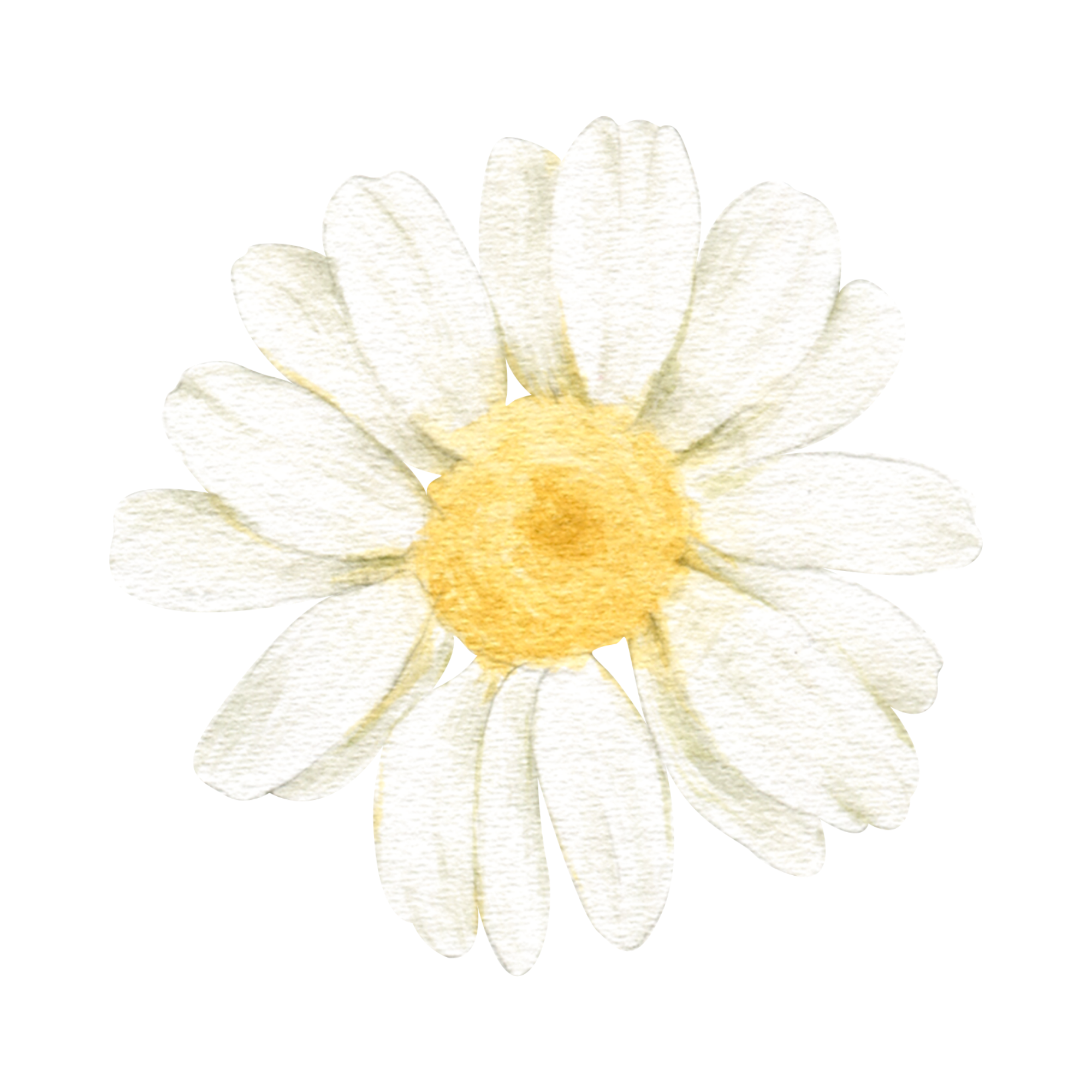 Daisy