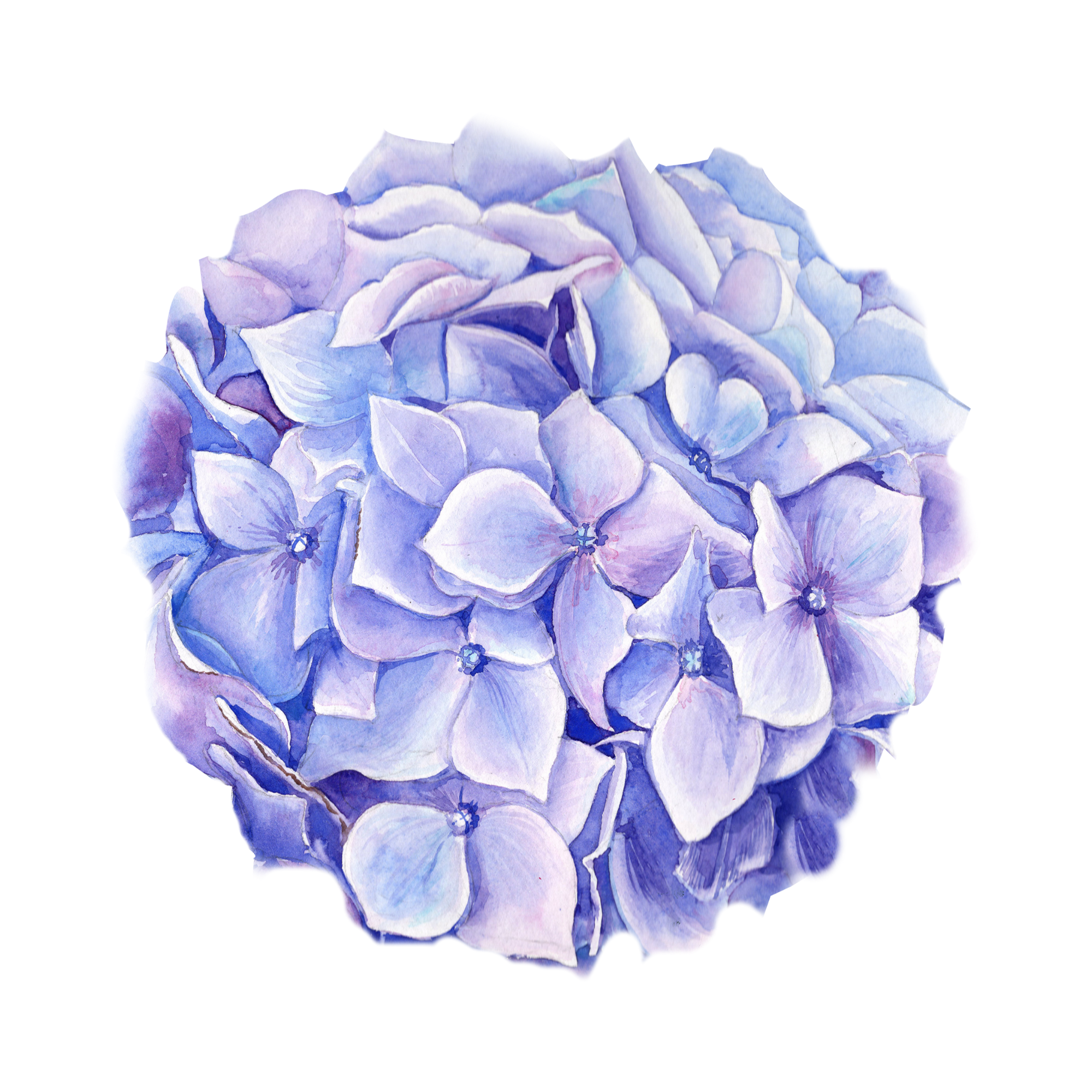 Hydrangea