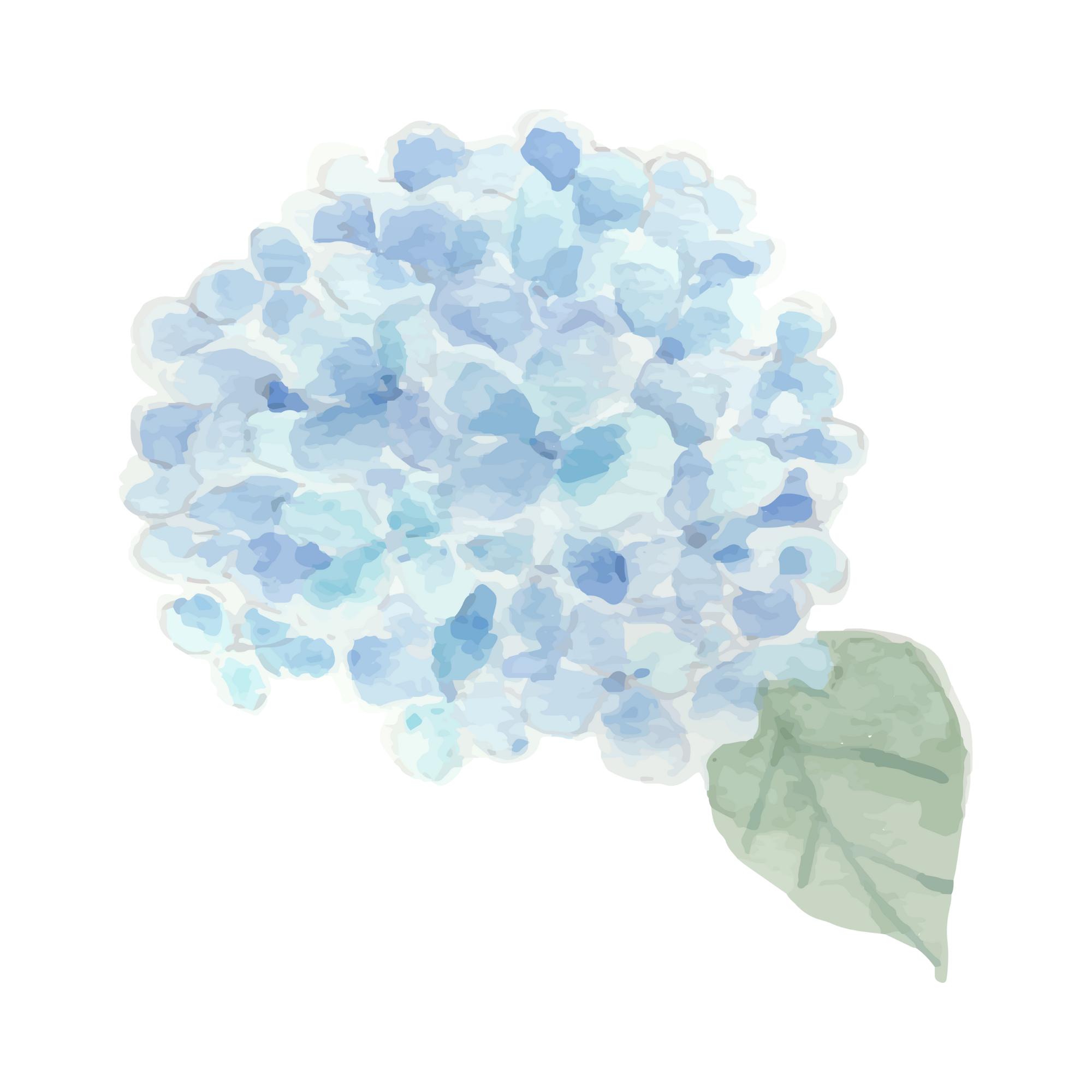 Hydrangeas